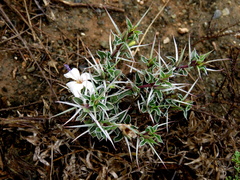 Barleria irritans