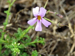 Jamesbrittenia pinnatifida