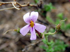 Jamesbrittenia pinnatifida