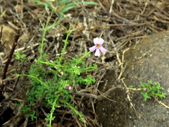Jamesbrittenia pinnatifida