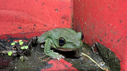 Chinese Flying Frog
