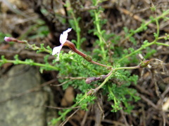 Jamesbrittenia pinnatifida