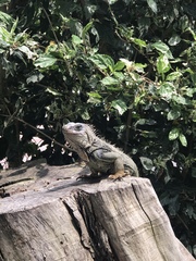 Iguana iguana