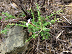 Jamesbrittenia pinnatifida