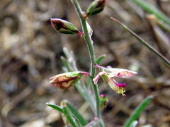 Polygala leptophylla