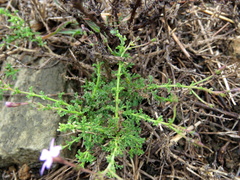 Jamesbrittenia pinnatifida