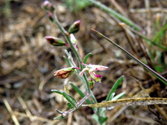 Polygala leptophylla