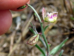 Polygala leptophylla