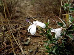 Barleria irritans