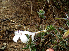 Barleria irritans