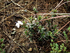 Barleria irritans