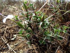 Barleria irritans