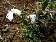 Barleria irritans