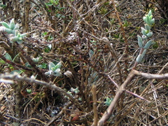 Trichodiadema rogersiae