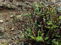 Trichodiadema rogersiae