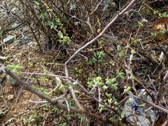 Trichodiadema rogersiae