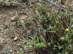 Trichodiadema rogersiae