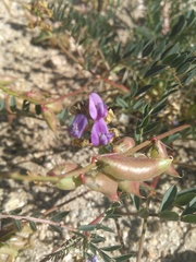 Astragalus palmeri