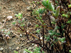 Trichodiadema rogersiae