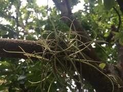 Tillandsia recurvata