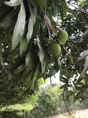 Mangifera indica