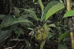 Anthurium acutangulum image