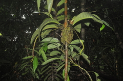 Anthurium acutangulum image