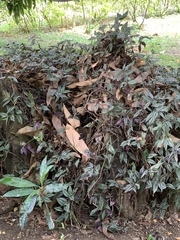 Tradescantia zebrina