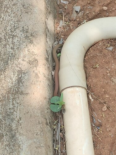 Dumeril's Black-headed Snake