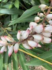 Alpinia nutans