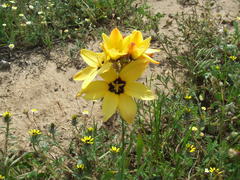 Ixia maculata