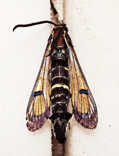 Peachtree Borer Moth photo 6