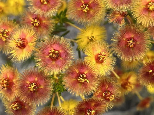 How to identify Verticordia nobilis Meisn.