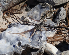 Leiocephalus stictigaster