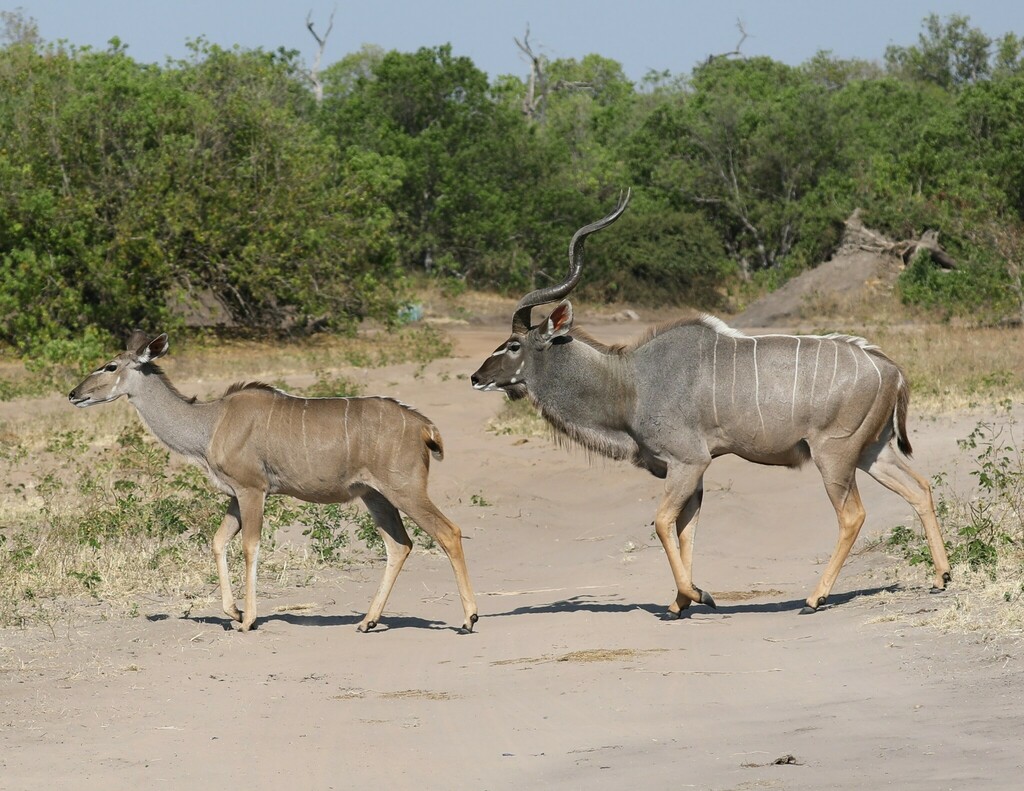 Tragelaphus strepsiceros strepsiceros, Chobe, Botswana, by robvanepps