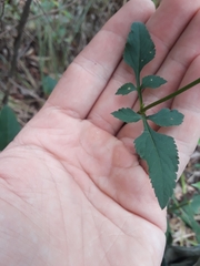 Bidens gardneri