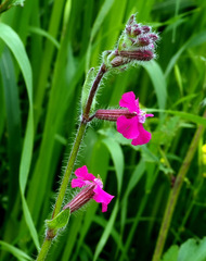 Silene palaestina