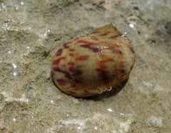 Nerita peloronta