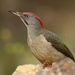 Iberian Green Woodpecker - Photo (c) Agustín Povedano, some rights reserved (CC BY-NC-SA)