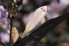 Strobilanthes anisophyllus
