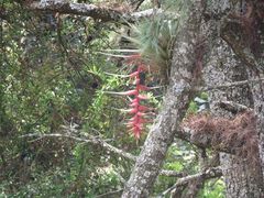 Tillandsia violacea