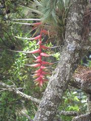 Tillandsia violacea