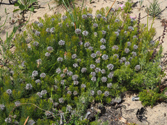 Serruria cyanoides