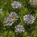 Serruria cyanoides - Photo (c) Felix Riegel,  זכויות יוצרים חלקיות (CC BY-NC), הועלה על ידי Felix Riegel