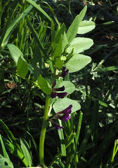 Vicia narbonensis