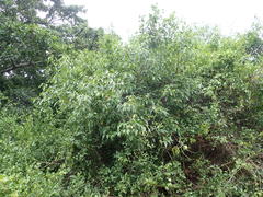 Cordia caffra