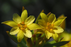 Gnidia juniperifolia