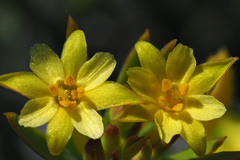 Gnidia juniperifolia