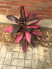 Cordyline fruticosa