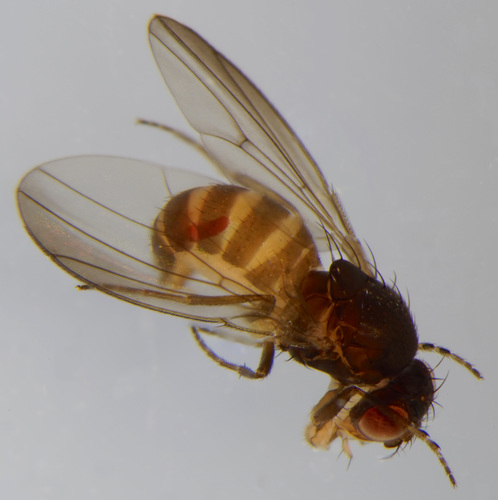 Drosophila tristis · iNaturalist